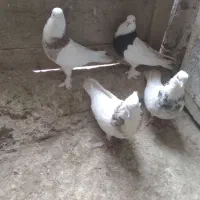 سلام طوق ۴عدد ۳تا نی یک ماده