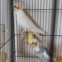 جفت مولد لوتینو و ابلغ