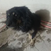 چهارمیلیون