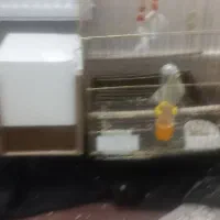 پرنده فروشی|پرنده|کاشان, سیفی آباد|دیوار