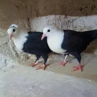 کبوتر کلاغ کربلائی