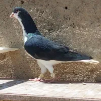 خوش رنگ سیاه نر بدرنگ نر