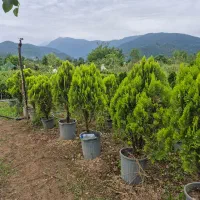 انواع گل گیاه و کاج لاوسون|خدمات باغبانی و درختکاری|اردبیل, |دیوار