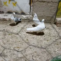 کبوتر پرشی غریب گیر