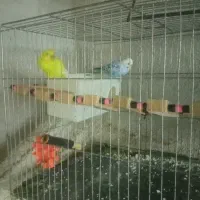 مرغ عشق