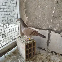 کاغذی خطی ماده عتیقه وبدرنگ ماده هردو گرفتنی|پرنده|قزوین, |دیوار