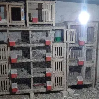 با سلام فروش تعداد۱۳عددجفت کن کبوتر|لوازم جانبی حیوانات|خرمدره, |دیوار