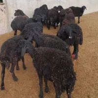 فروش بره ماده|حیوانات مزرعه|قیدار, |دیوار