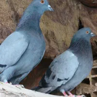 کبوتر جفت سبز کاشونی عطیقه