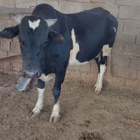 گوساله نر