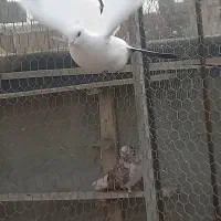 کبوتر دم سیاه|پرنده|ملکان, |دیوار