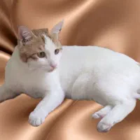 گربه گمشده|گربه|شیراز, رکن‌آباد|دیوار