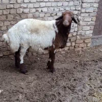 قوچ|حیوانات مزرعه|باغ حلی, |دیوار