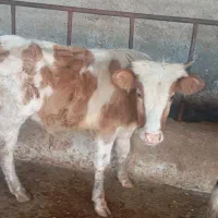 شش راس گوساله پرواری