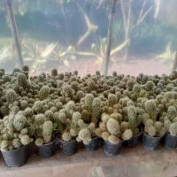 گلها ۲۰ تا ۳۰