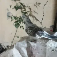 کبوتر گم شده