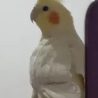 عروس هلندی رام رنگ لوتینو|پرنده|کرمانشاه, |دیوار