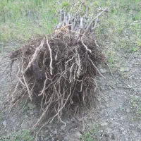 نهال انگور|خدمات باغبانی و درختکاری|موچش, |دیوار