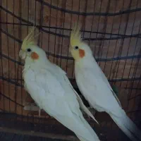 عروس هلندی
