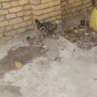 چلیچه