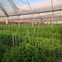 زمین و گلخانه