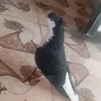 مجسمه کبوتر طوق و ساده کاکلی