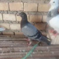 کبوتر