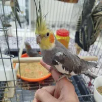 عروس هلندی