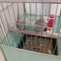 دو عدد عروس هلندی همراه قفس|پرنده|پاکدشت, حصار امیر|دیوار