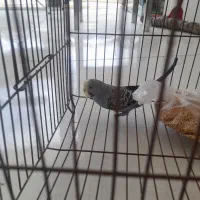 یک عدد مرغ عشق نر