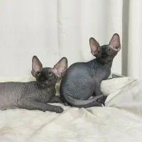 گربه اسفینکس بلو