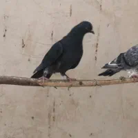 کبوتر یا کفتر|پرنده|قم, تولید دارو و یخچال|دیوار