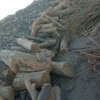 بزرگترین مرکز خرید و فروش  درخت و هرس|خدمات باغبانی و درختکاری|اسلامشهر, زرافشان|دیوار