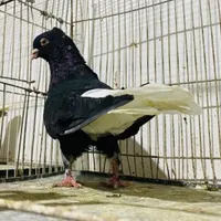 چند جفت کبوتر طوقی سینه ای کله الماسی دم سفید|پرنده|اصفهان, تخت فولاد|دیوار