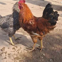 خروس و مرغ گلپایگانی