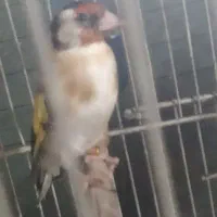 سهره پلاک پا جوجه قفس