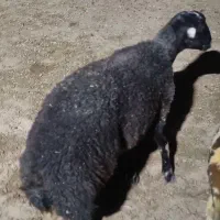 بره شیشک افشاری