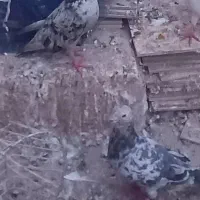 دورگ|پرنده|اهواز, کیان اباد|دیوار