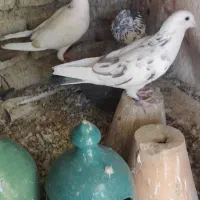 سه تا کفتر باهم|پرنده|اصفهان, آفاران|دیوار