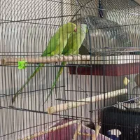 ملنگو جفت|پرنده|مشهد, چهارچشمه|دیوار