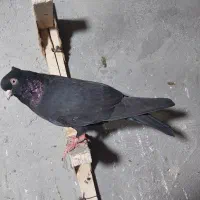 سیاه آبادانی