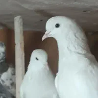 کبوتر پرشی یه جایی صدوپنجاه و تکی