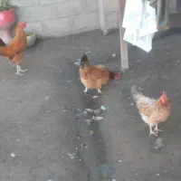 مرغ محلی خروس