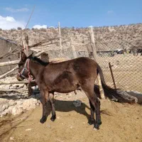 قاطر فروش|حیوانات مزرعه|لوداب, |دیوار