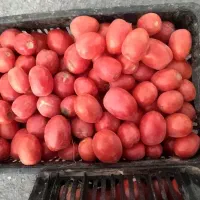 گوجه ربی