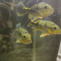 ماهی پیکاک+آکواریوم