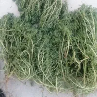 فروش سبزی کاکل