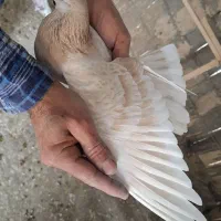 ماده زرد پرشی