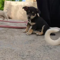سگ پا کوتاه گوش تیز