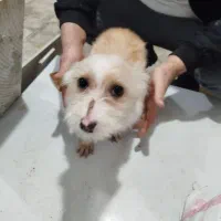 سگ خونگی.|سگ|تربت‌حیدریه, رضاشهر|دیوار